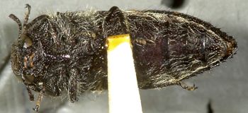 Media type: image;   Entomology 24401 Aspect: habitus ventral view